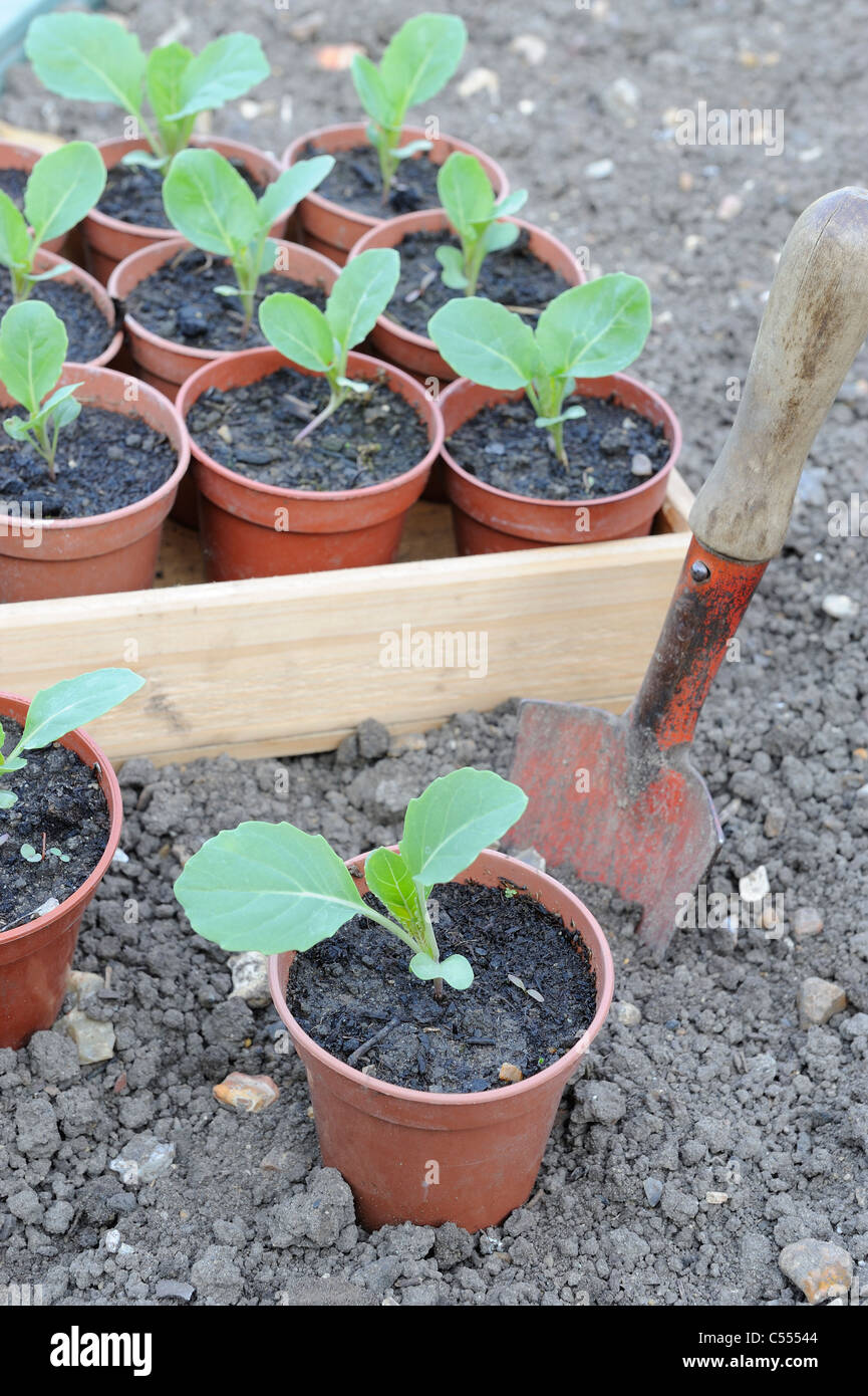 Young Summer cabbage plants, 'Hispi' growing in 3' pots, ready for transplanting, Norfolk, England, April Stock Photo