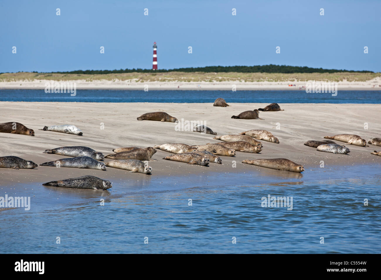 Holland, Hollum on Ameland, Wadden Sea Islands. Unesco World Heritage Site. Lighthouse and seals on beach. Stock Photo