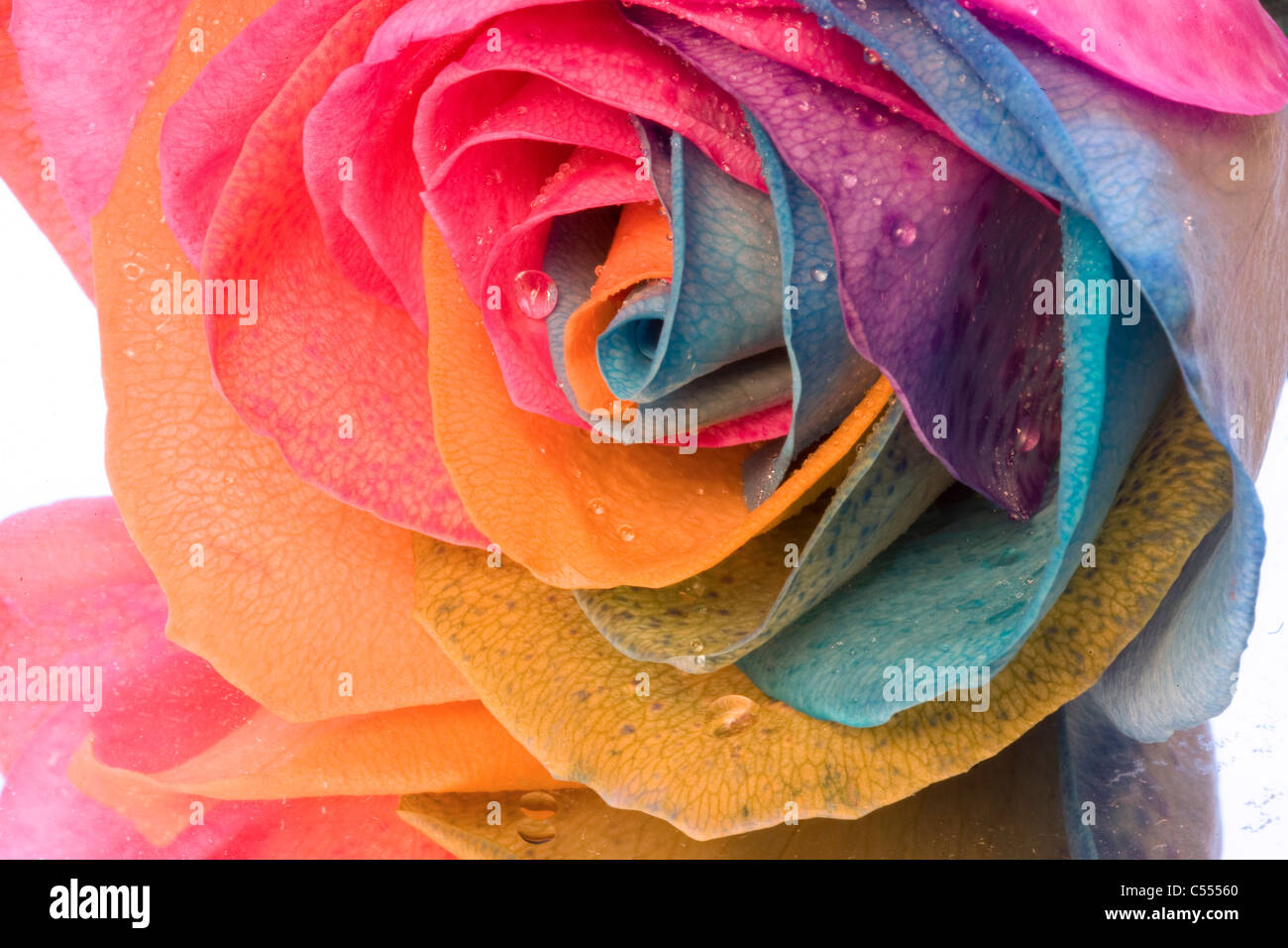 Natural Rainbow Rose - not photoshopped, the flower is injected with dye as it grows Stock Photo