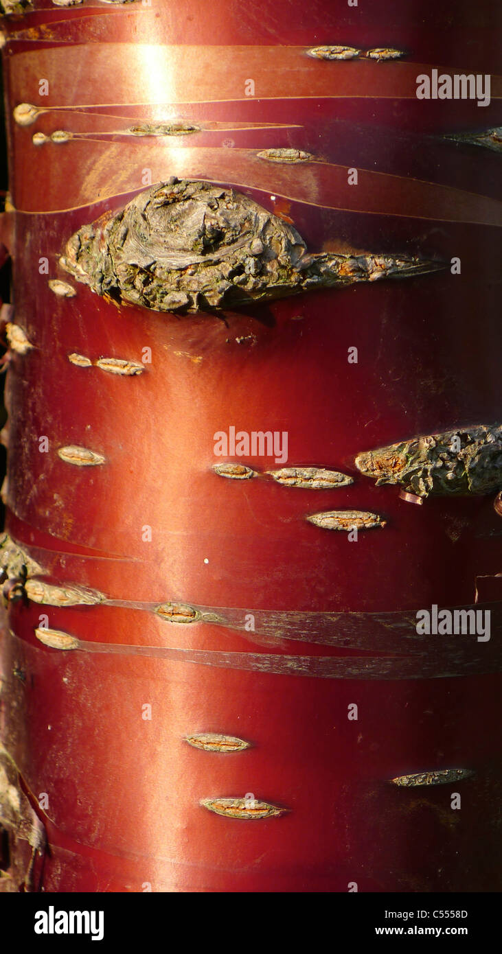 Close up detail of red shiny tree bark of cherry tree Stock Photo