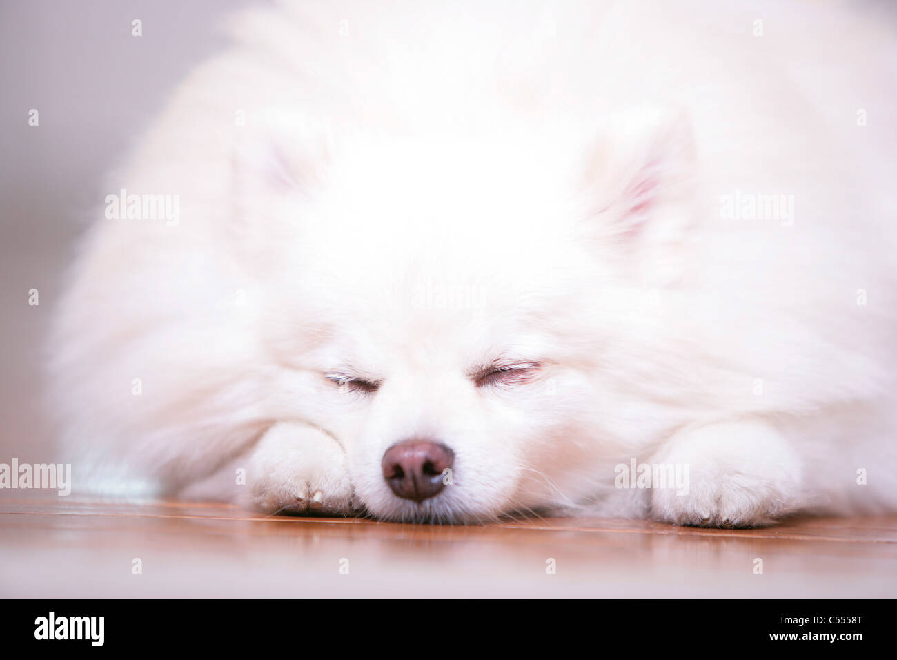 pomeranian sleeping