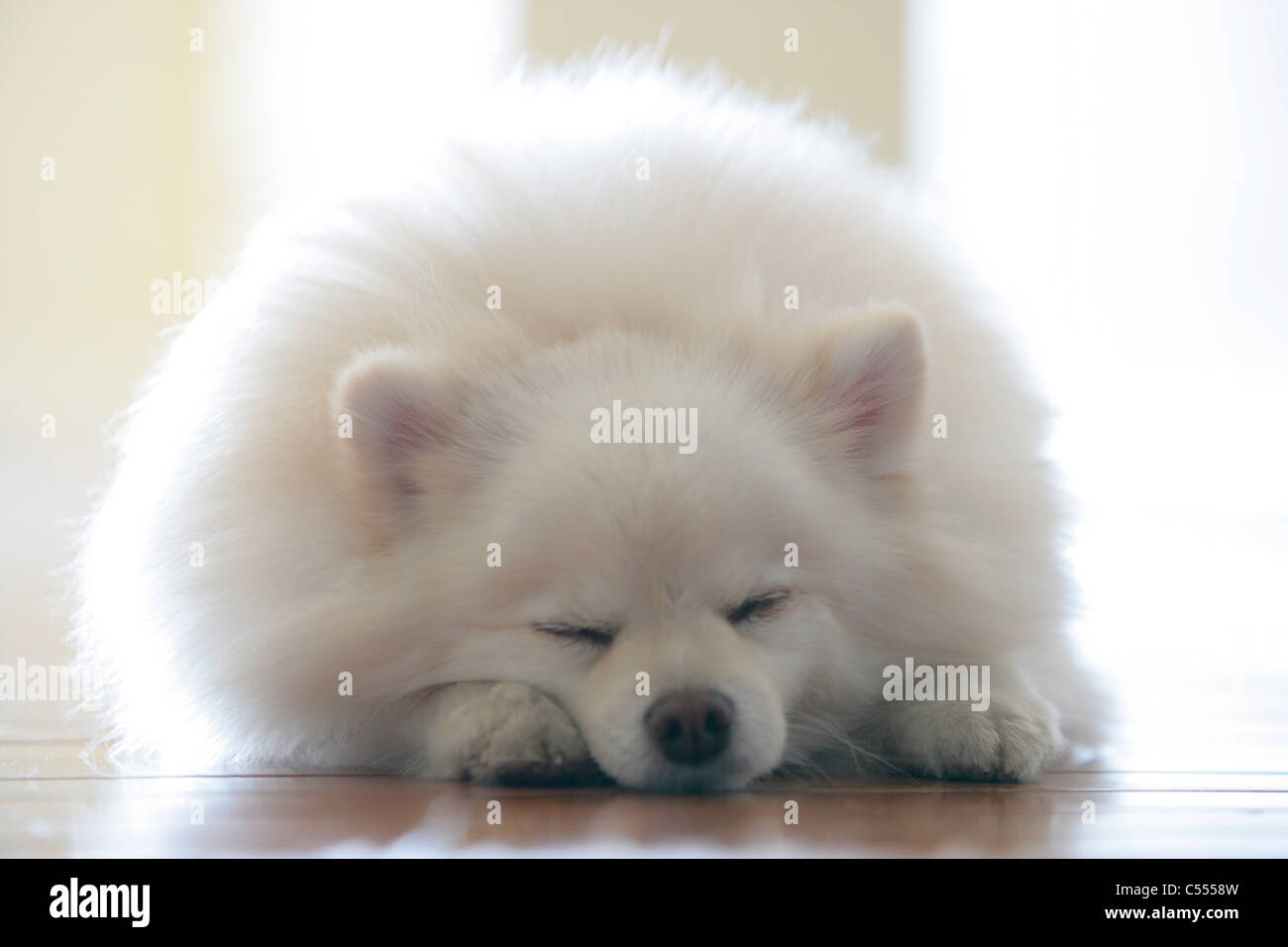 Close Up Of A White Pomeranian Sleeping Stock Photo Alamy