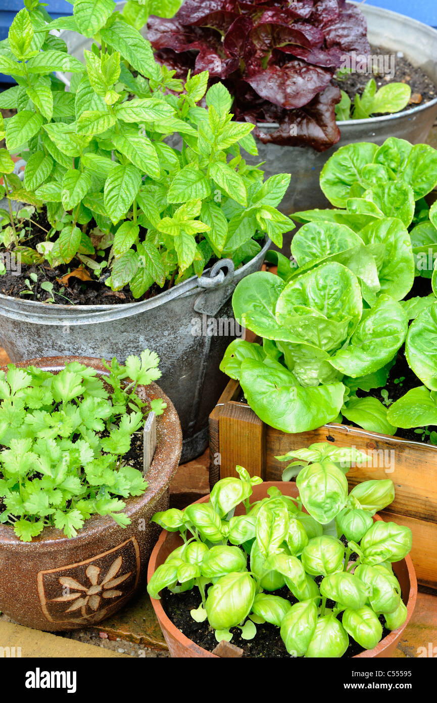 Herbs in pots, mint, coriander, basil and lettuce in various containers, Norfolk, England, June Stock Photo