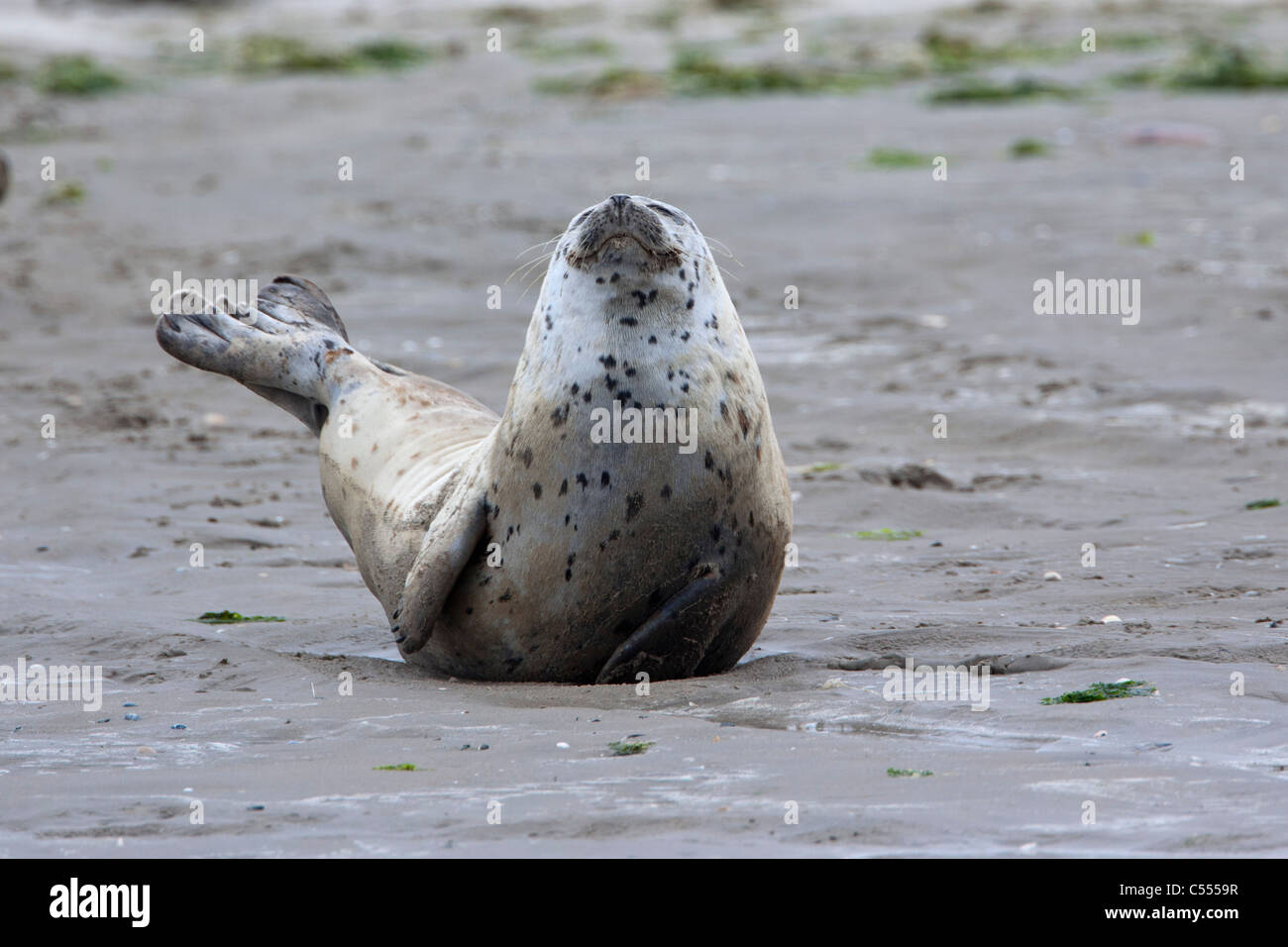 The Netherlands, Hollum, Ameland Island, belonging to Wadden Sea Islands. Unesco World Heritage Site. Seal. Stock Photo