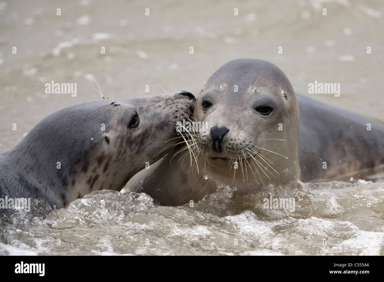 The Netherlands, Hollum, Ameland Island, belonging to Wadden Sea Islands. Unesco World Heritage Site. Seals. Stock Photo
