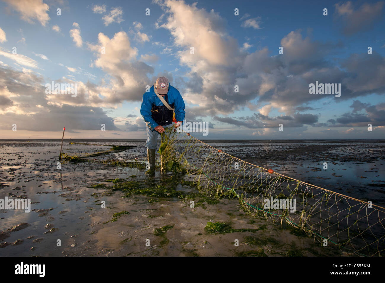 The Netherlands, Ballum, Ameland Island, belonging to Wadden Sea Islands. Unesco World Heritage Site. Fisherman looking at net. Stock Photo