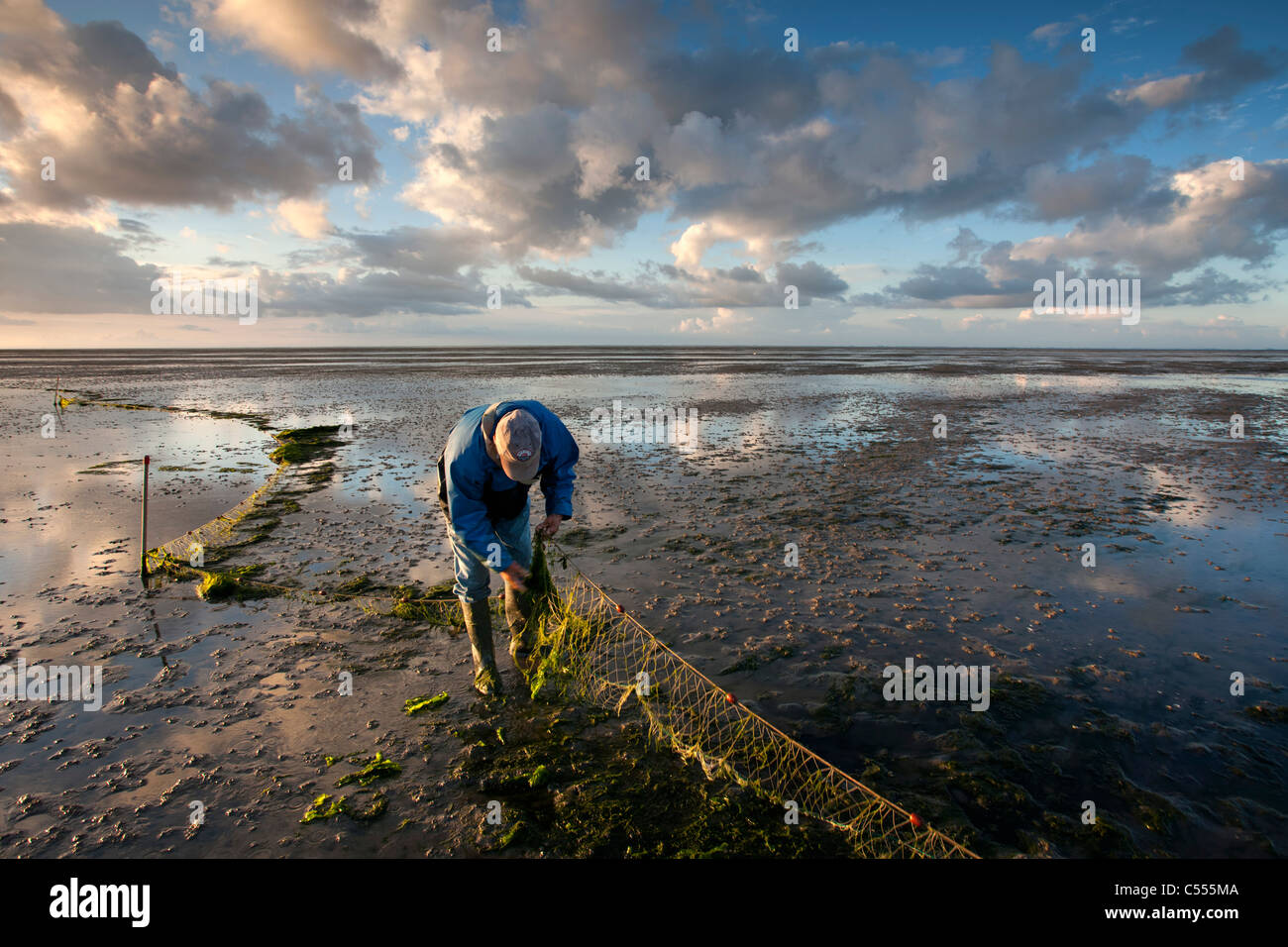 The Netherlands, Ballum, Ameland Island, belonging to Wadden Sea Islands. Unesco World Heritage Site. Fisherman looking at net. Stock Photo