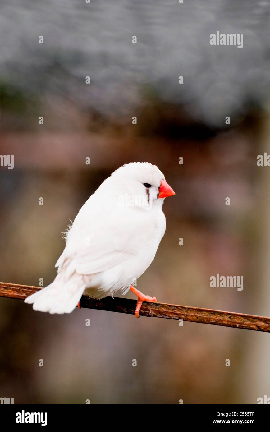 White Zebra Finch Pair