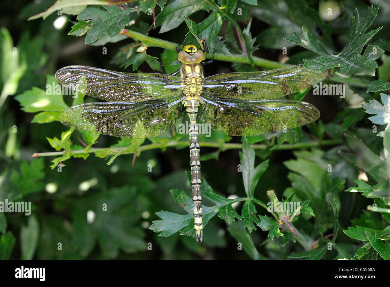 Southern Hawker Dragonfly, aeshna cyanea, immature male resting in hedgerow, Norfolk, England, July Stock Photo