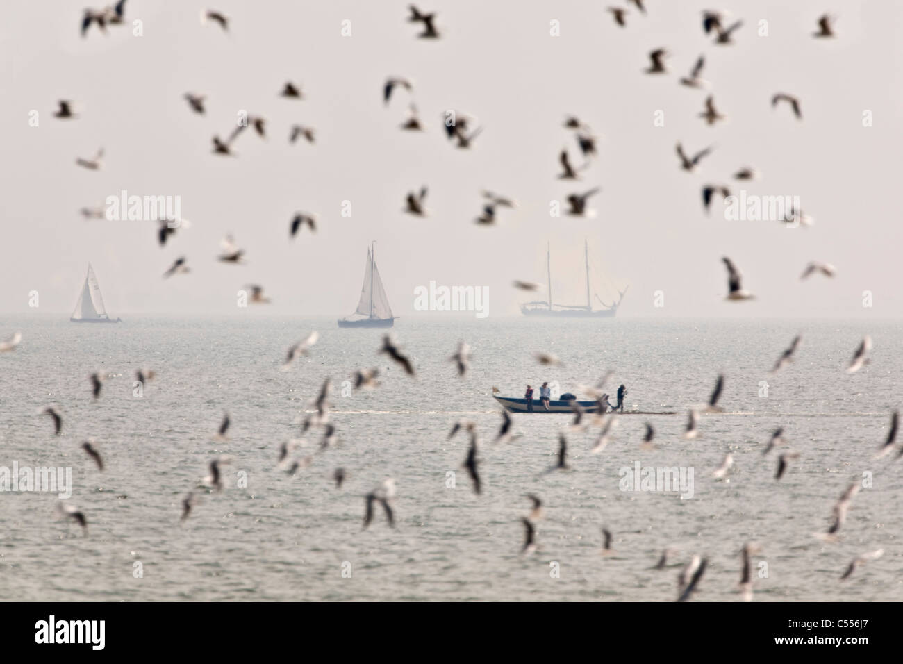 The Netherlands, Hollum, Ameland Island, belonging to Wadden Sea Islands. Sailing boats and birds flying. Stock Photo