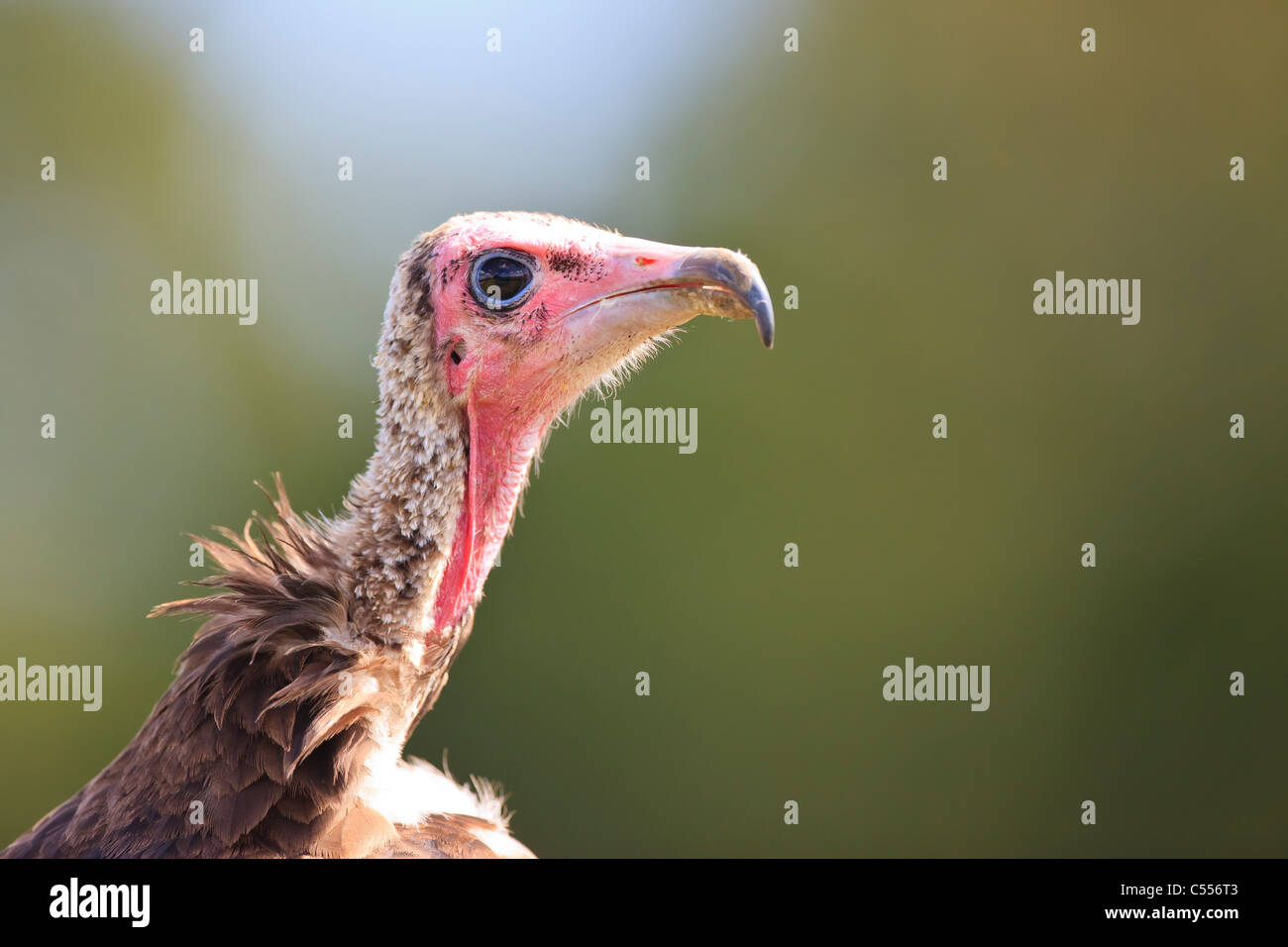 The world in a vulture's eye Stock Photo Alamy