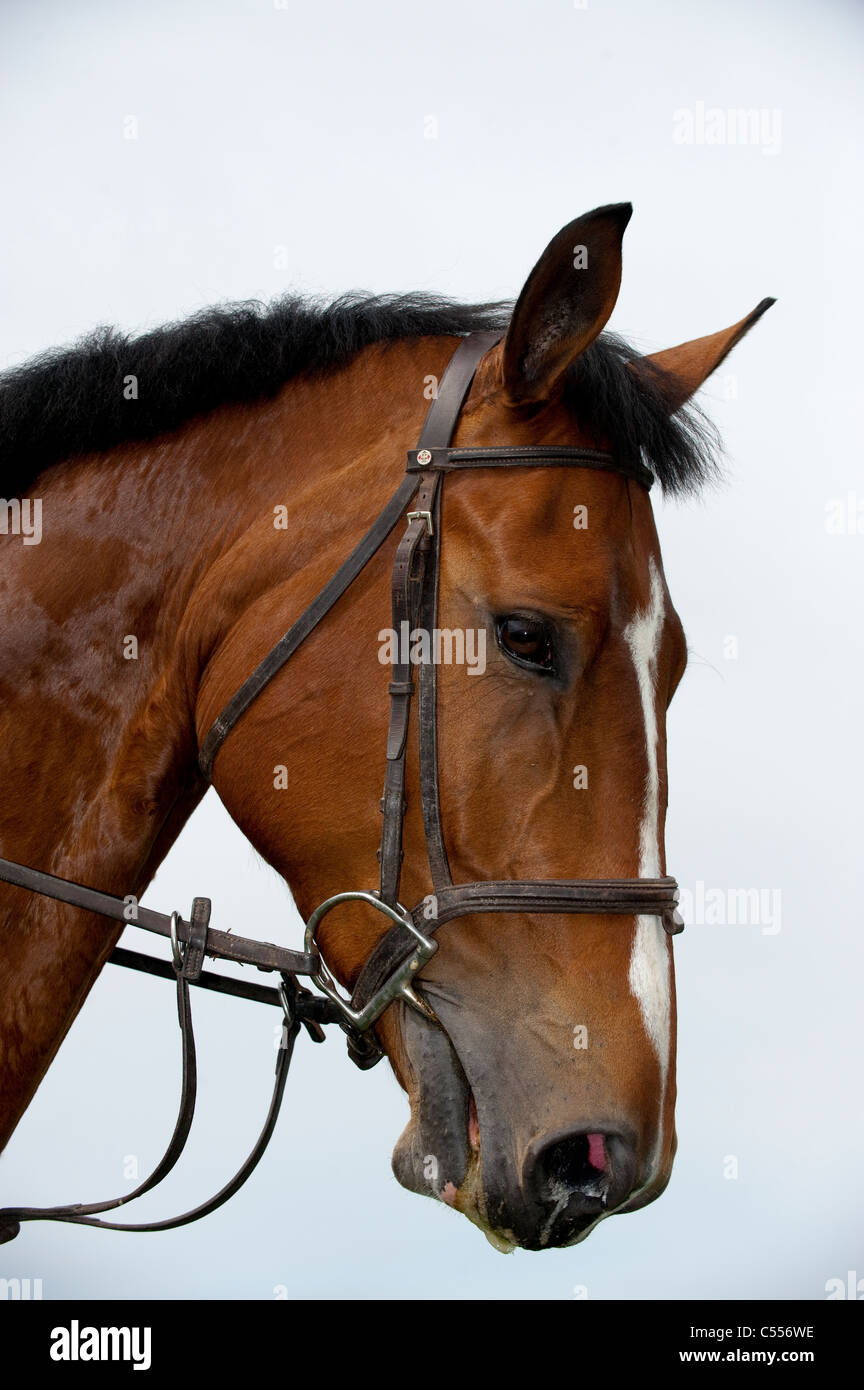 Head horse showing bridle reins hi-res stock photography and images - Alamy
