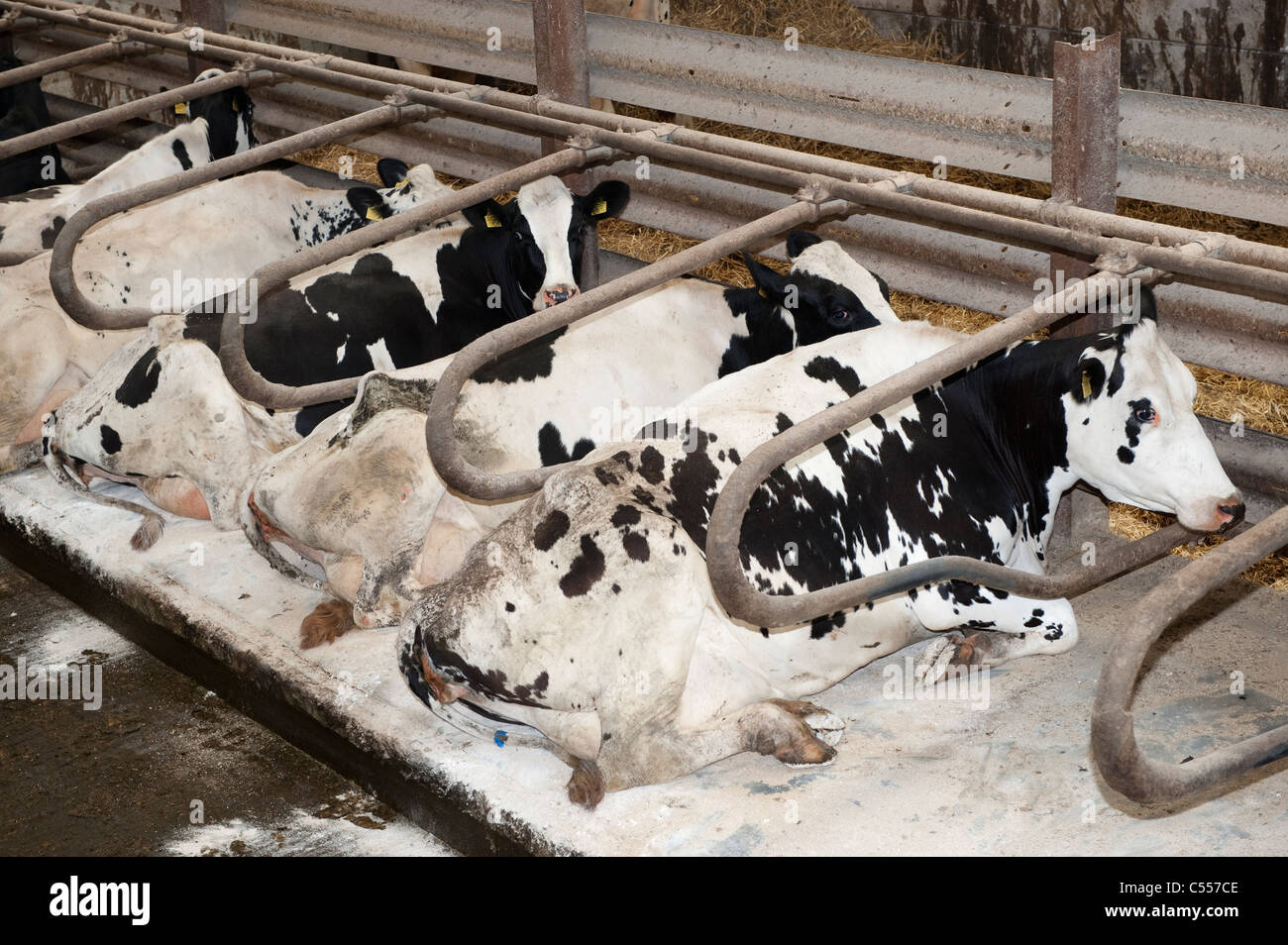 Dairy Cattle Sat On Rubber Mats In Cubicle Housing Stock Photo