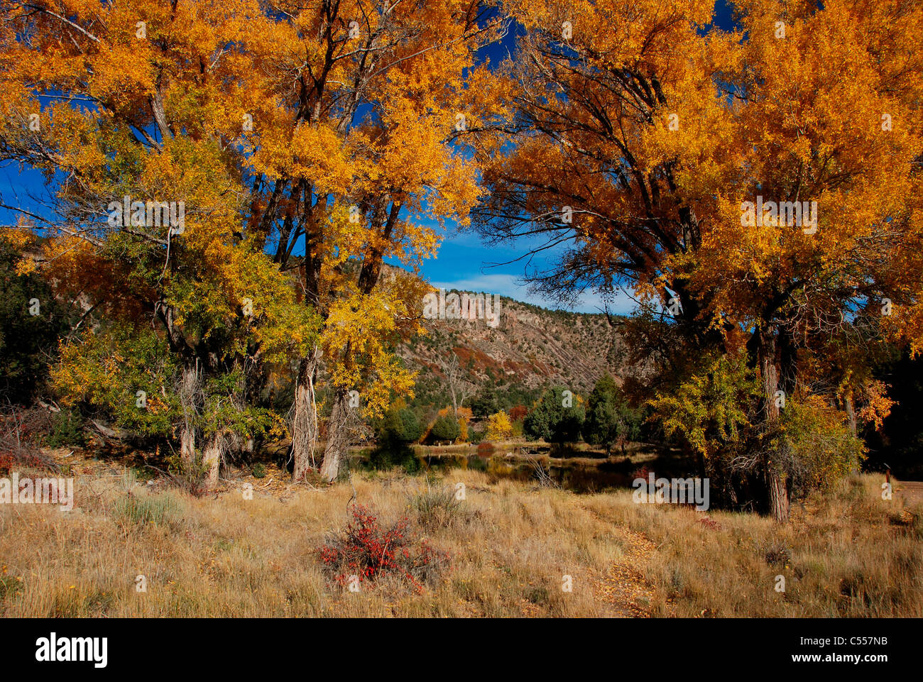 USA, Colorado, Ridgway, autumn trees Stock Photo