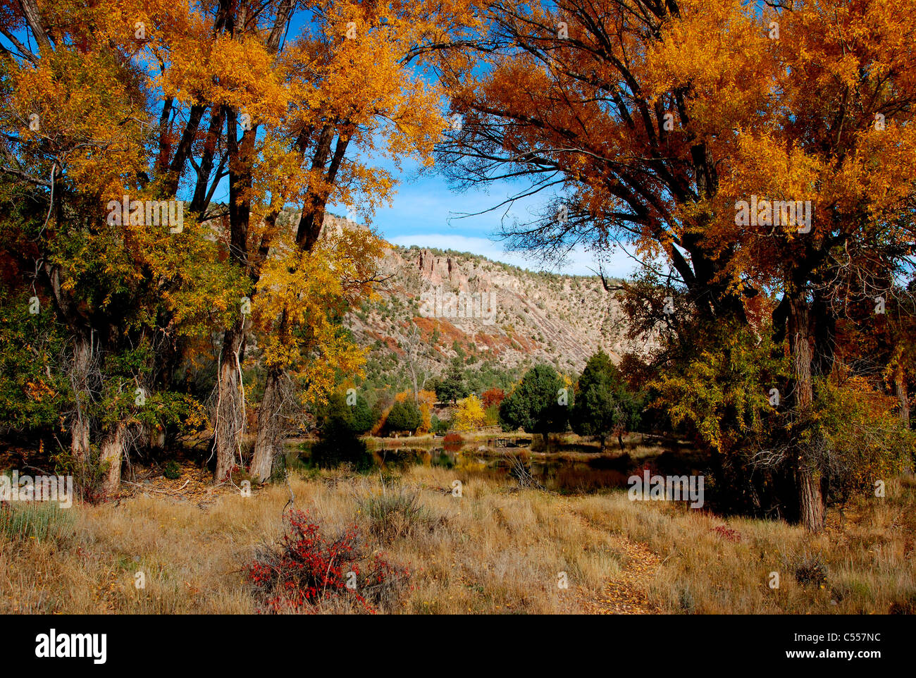 USA, Colorado, Ridgway, autumn trees Stock Photo