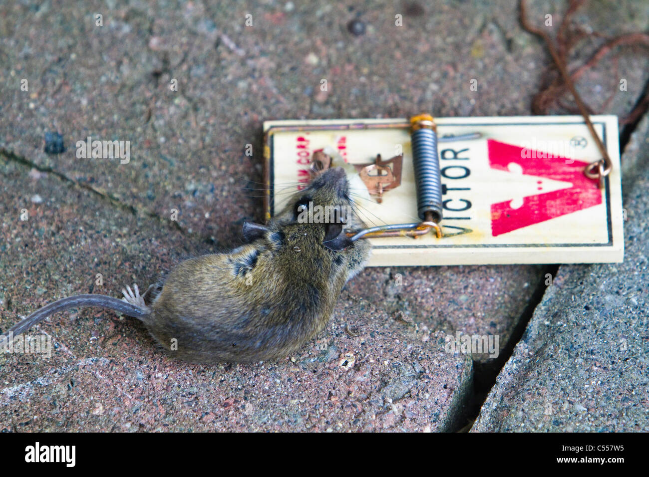 Dead mouse in trap Stock Photo - Alamy