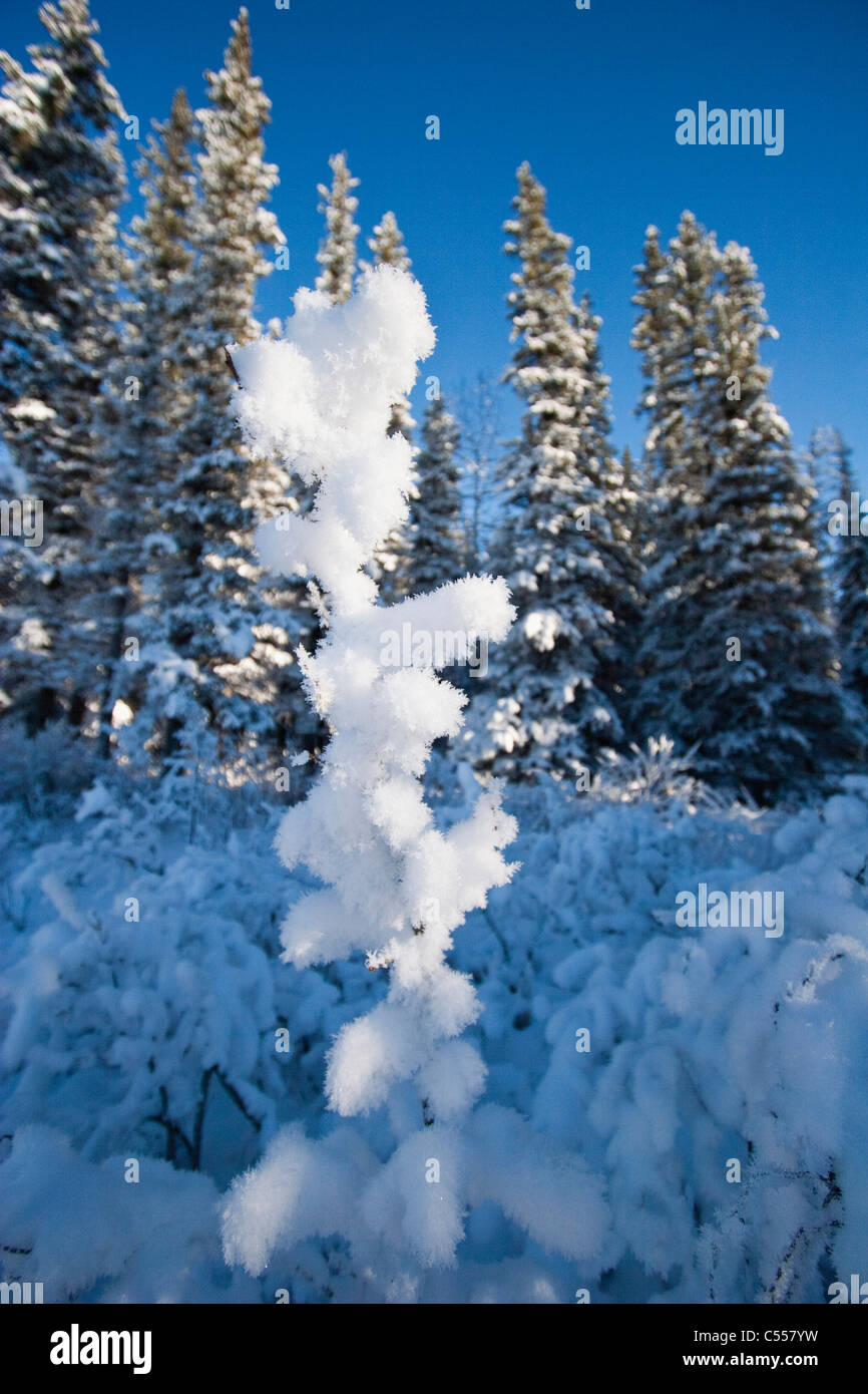 Frost covered trees in a forest Stock Photo - Alamy