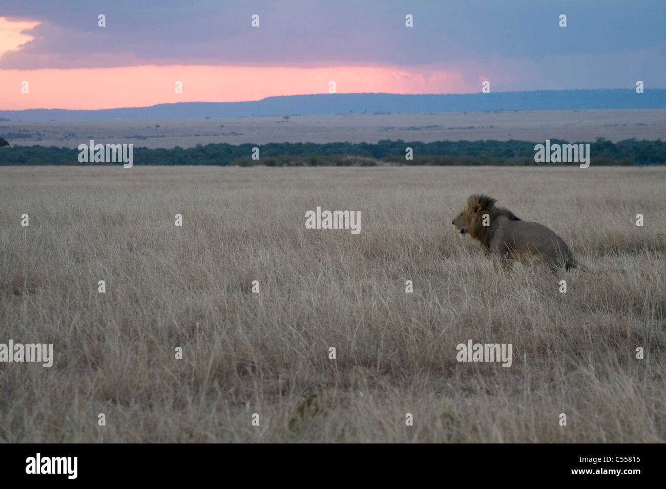 Masai mara national reserve sunset hi-res stock photography and images ...