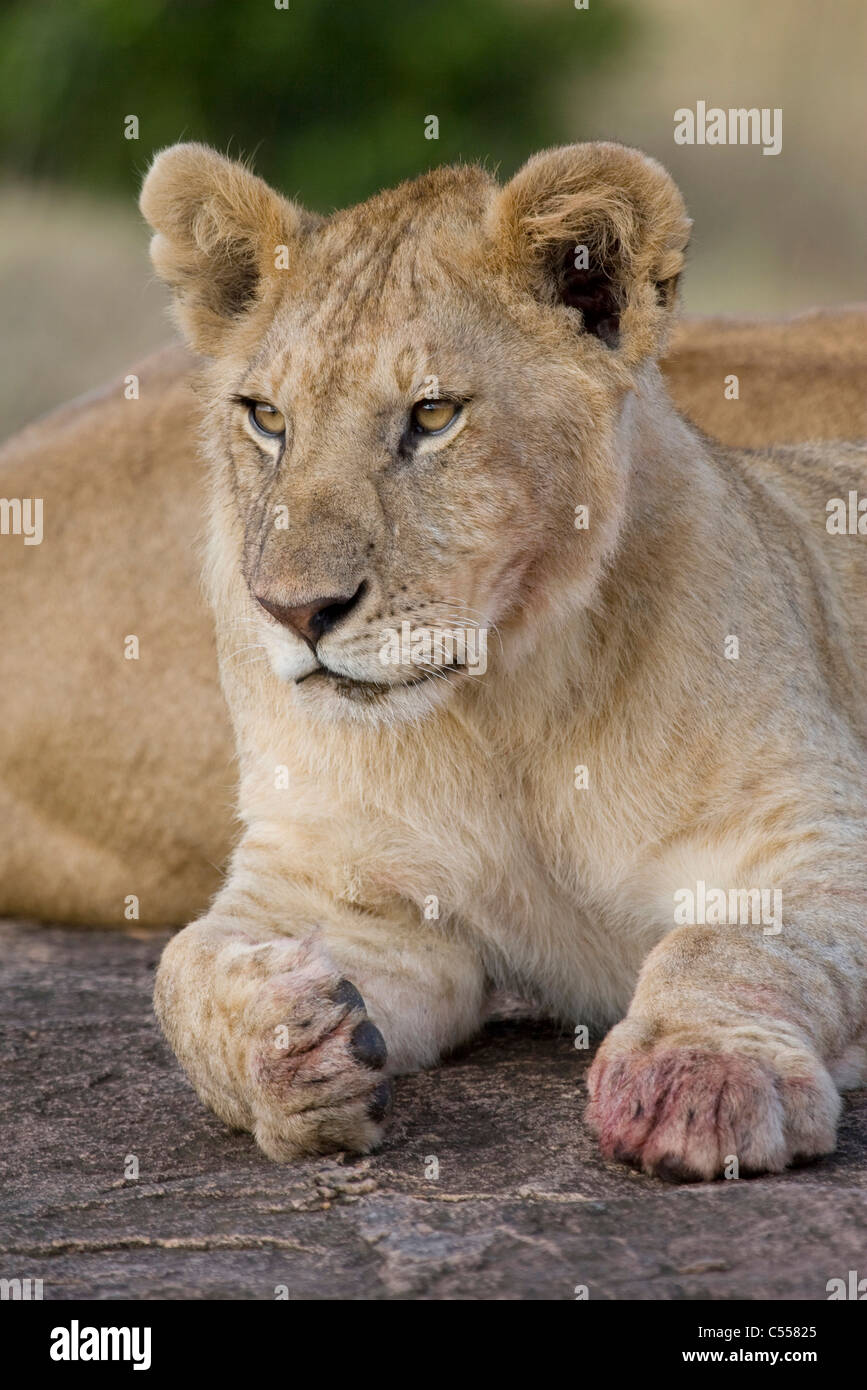 Lion sitting hi-res stock photography and images - Alamy, image size:867x1390