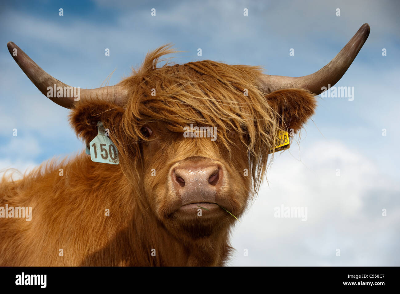 Cow highland hairy horns hi-res stock photography and images - Alamy