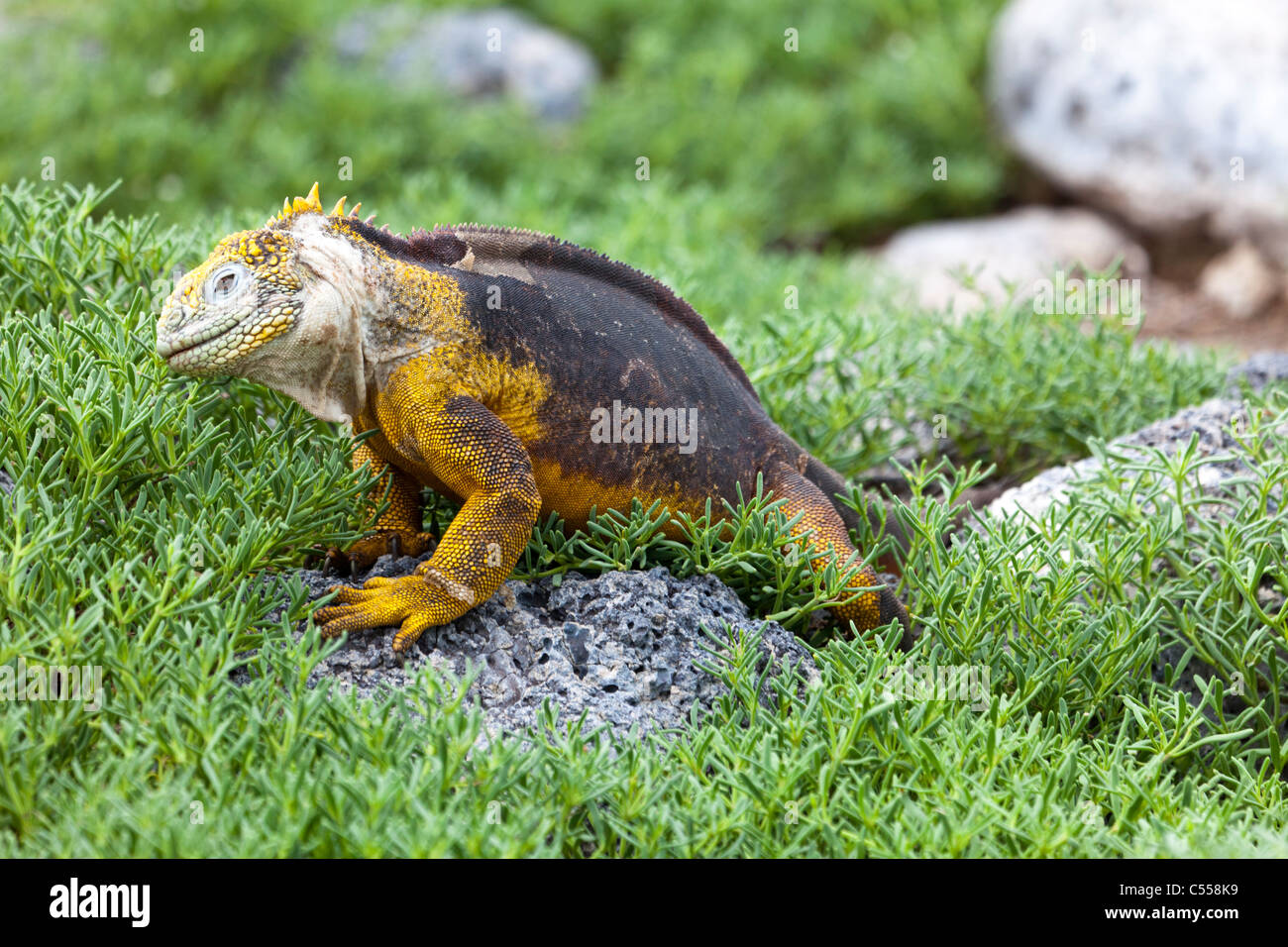land iguana Conolophus subcristatus South Plaza Island, Galapagos islands Ecuador Stock Photo