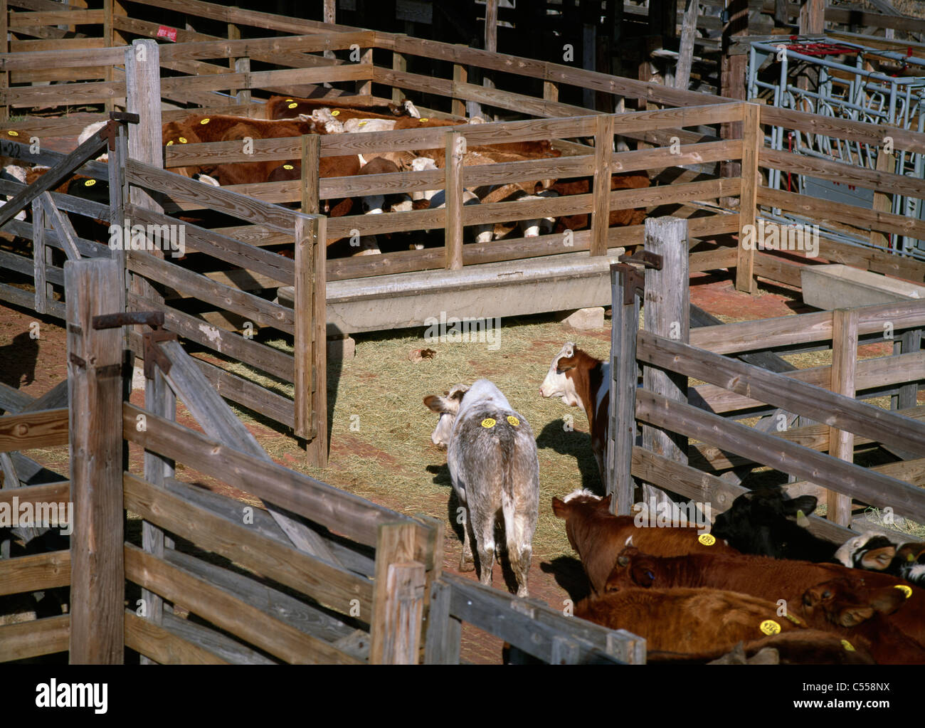 Livestock exchange hires stock photography and images Alamy