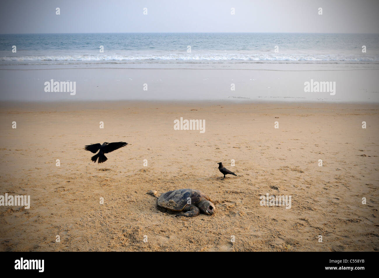Dead sea turtle on the beach in Puri in the Indian state of Orissa. Stock Photo
