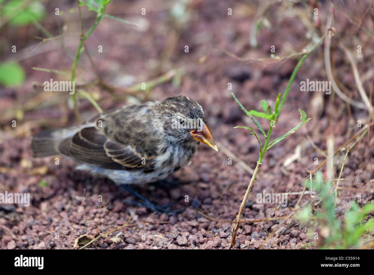 Darwin's finch, Galapagos Islands, Ecuador Stock Photo