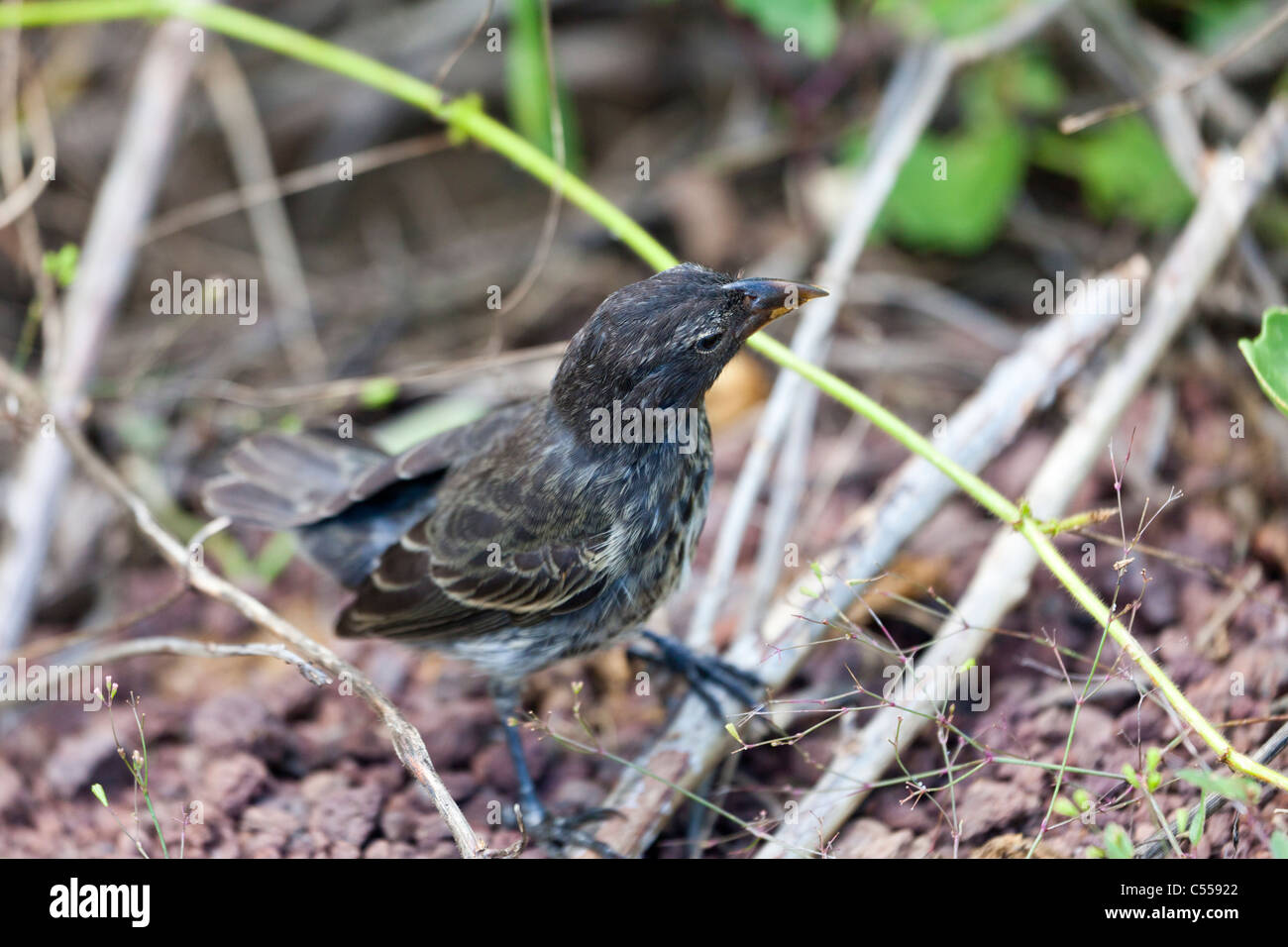 Darwin's finch, Galapagos Islands, Ecuador Stock Photo