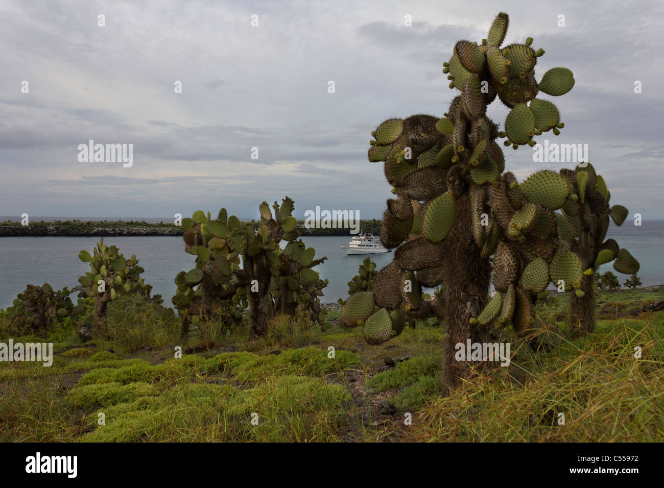 Opuntia prickly pear cactus, South Plaza Island, Galapagos Islands, Ecuador Stock Photo