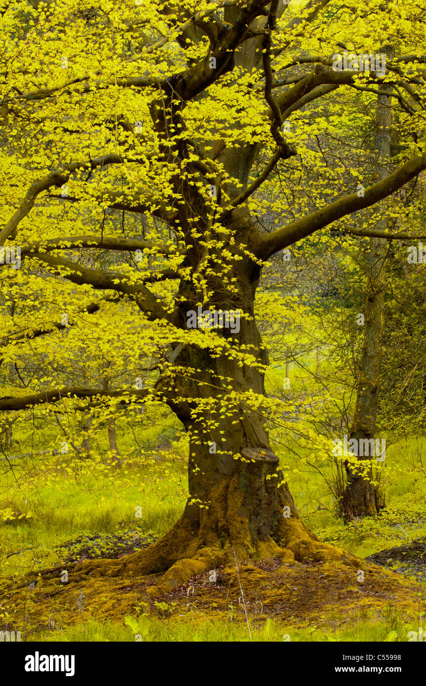 Blooming tree in Marple UK Stock Photo