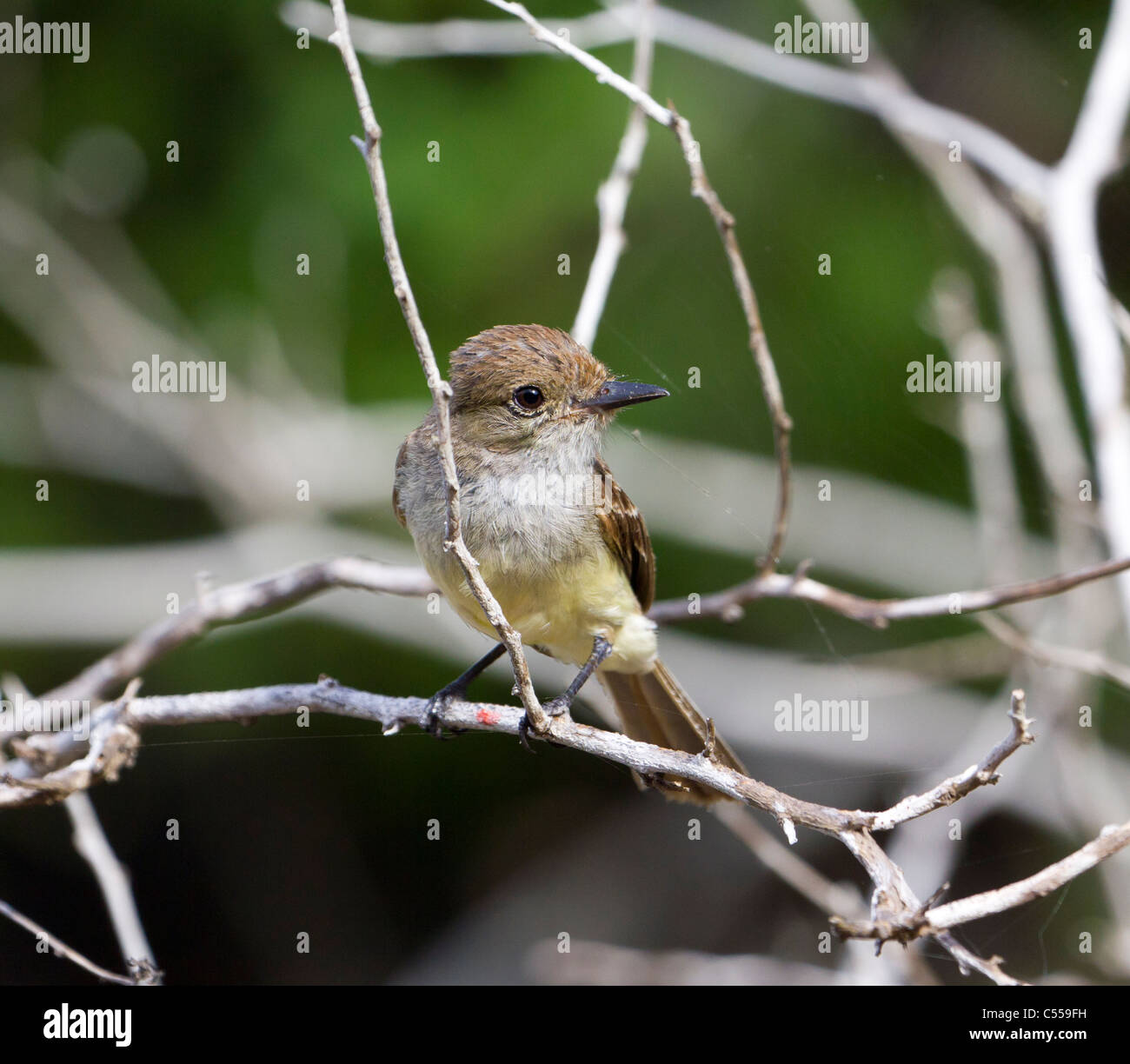 Darwin's finch, Galapagos Islands, Ecuador Stock Photo