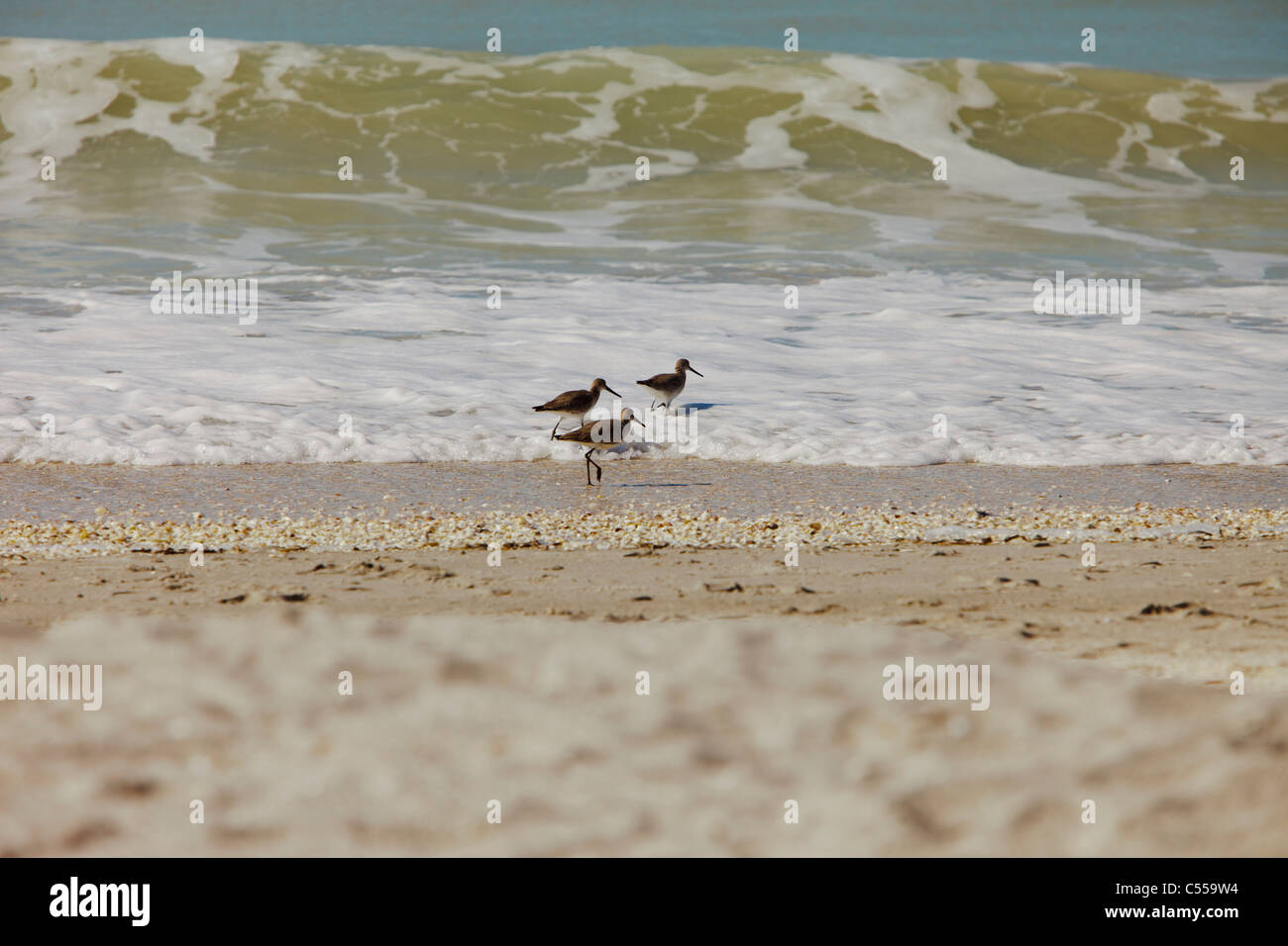 Short-billed dowitchers on the beach Stock Photo