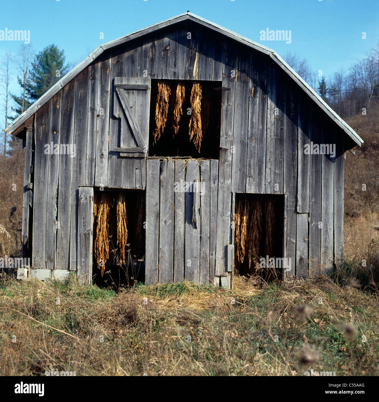 Tobacco farm north carolina hires stock photography and images Alamy