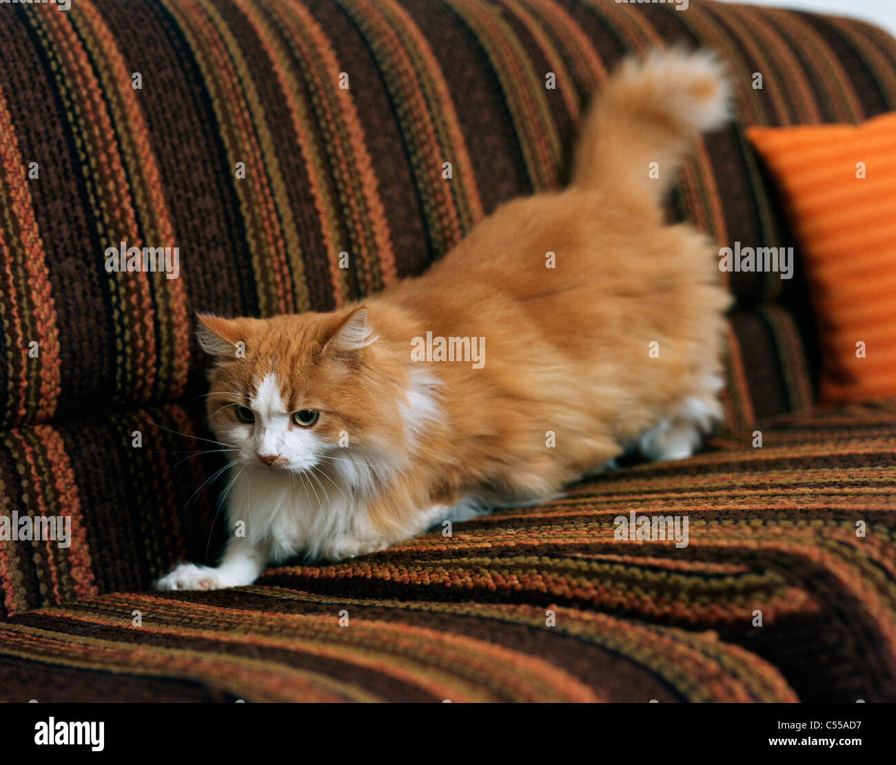 Persian Cat Stock Photo