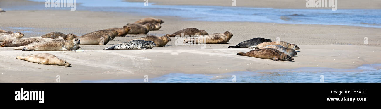The Netherlands, Hollum on Ameland, Island belonging to Wadden Sea Islands. Unesco World Heritage Site. Seals on beach. Stock Photo