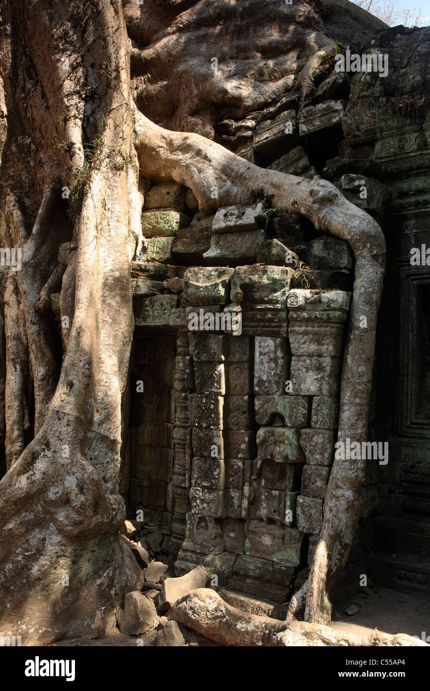 Tree roots growing around temple at Ta Phrom, Angkor Wat complex, Siem Reap, Cambodia Stock Photo
