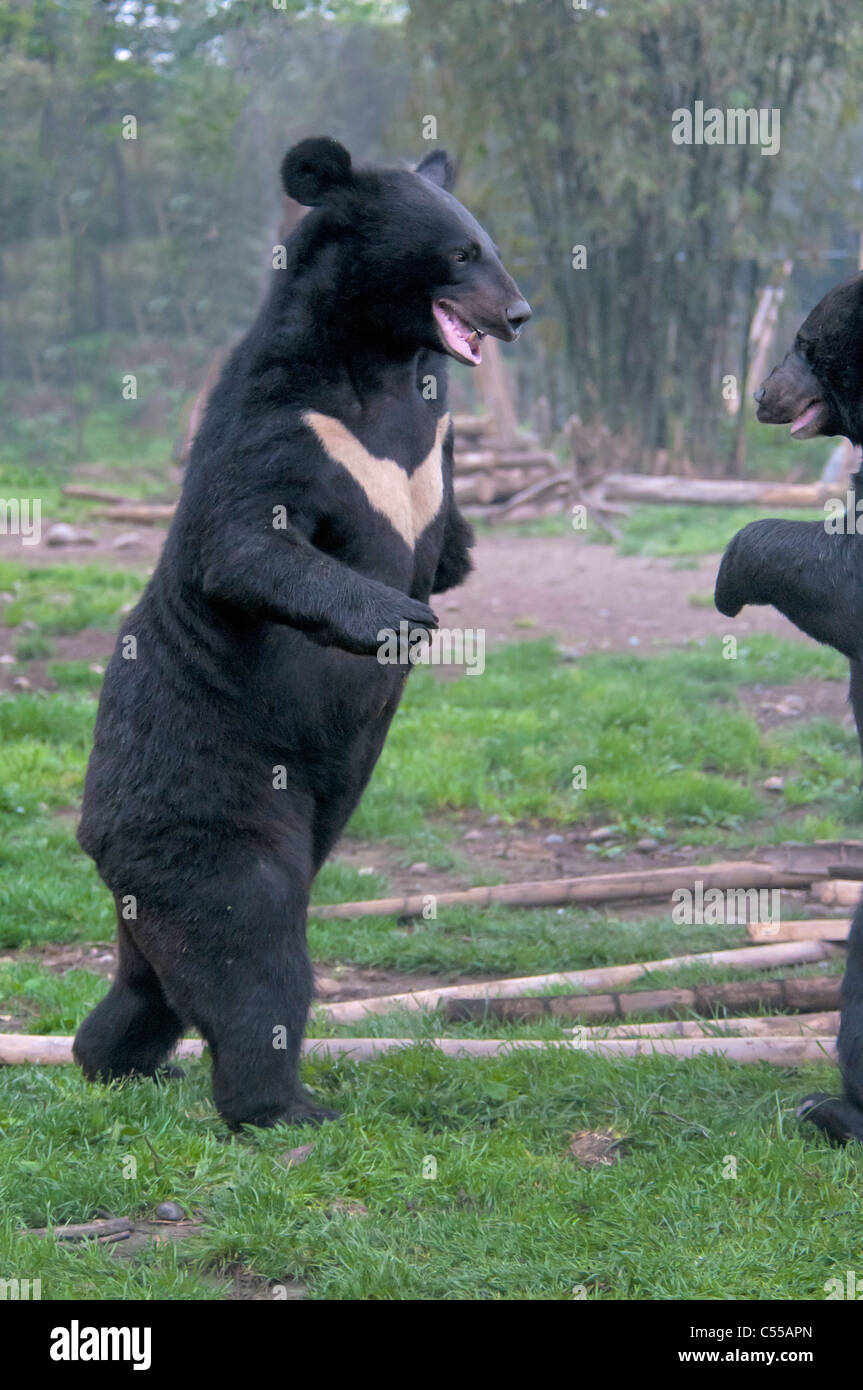 Two Asian black bears (Ursus thibetanus) fighting, Chengdu, China Stock Photo