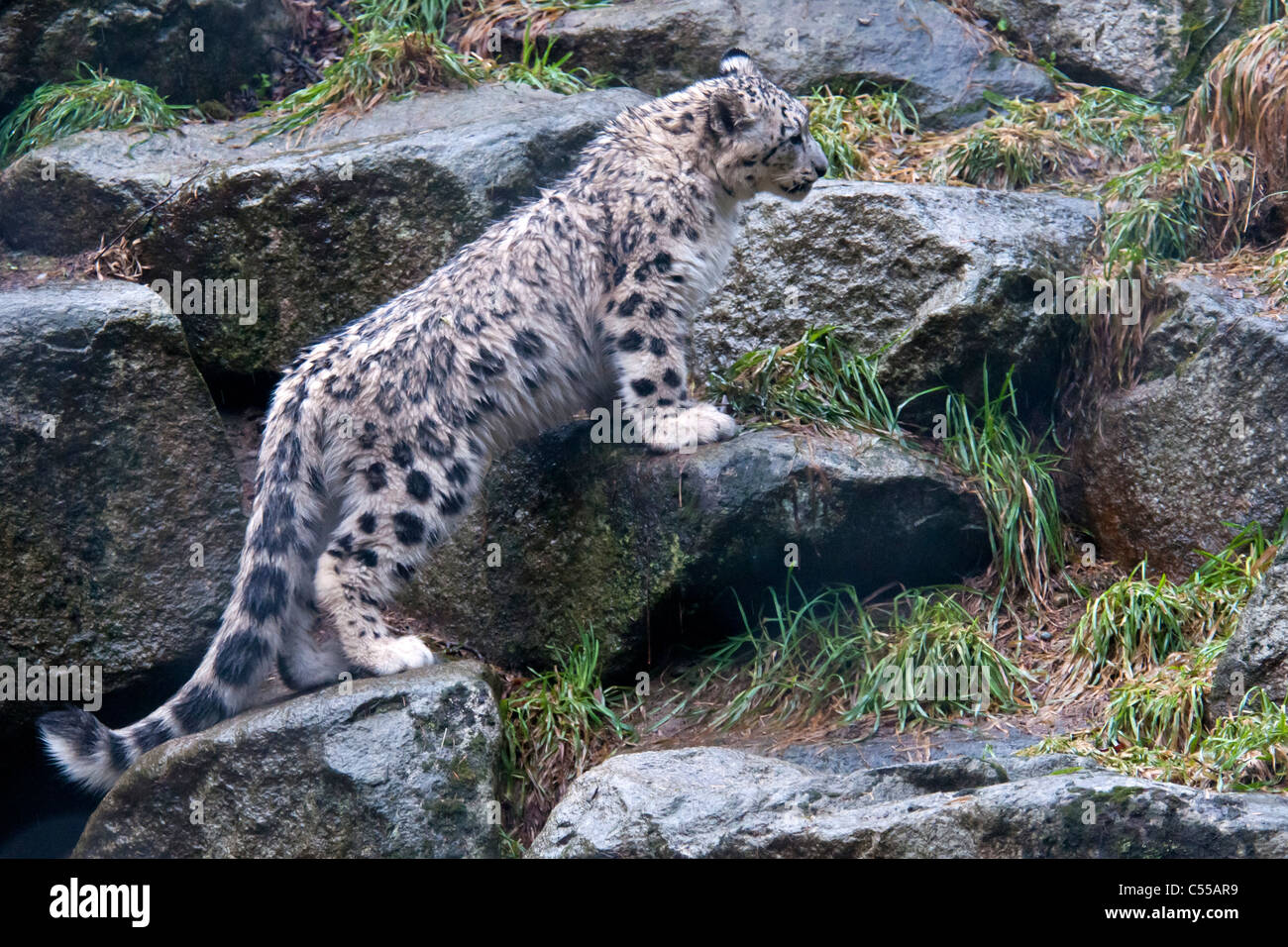 Snow Leopard Standing On Rock High Resolution Stock Photography And Images Alamy