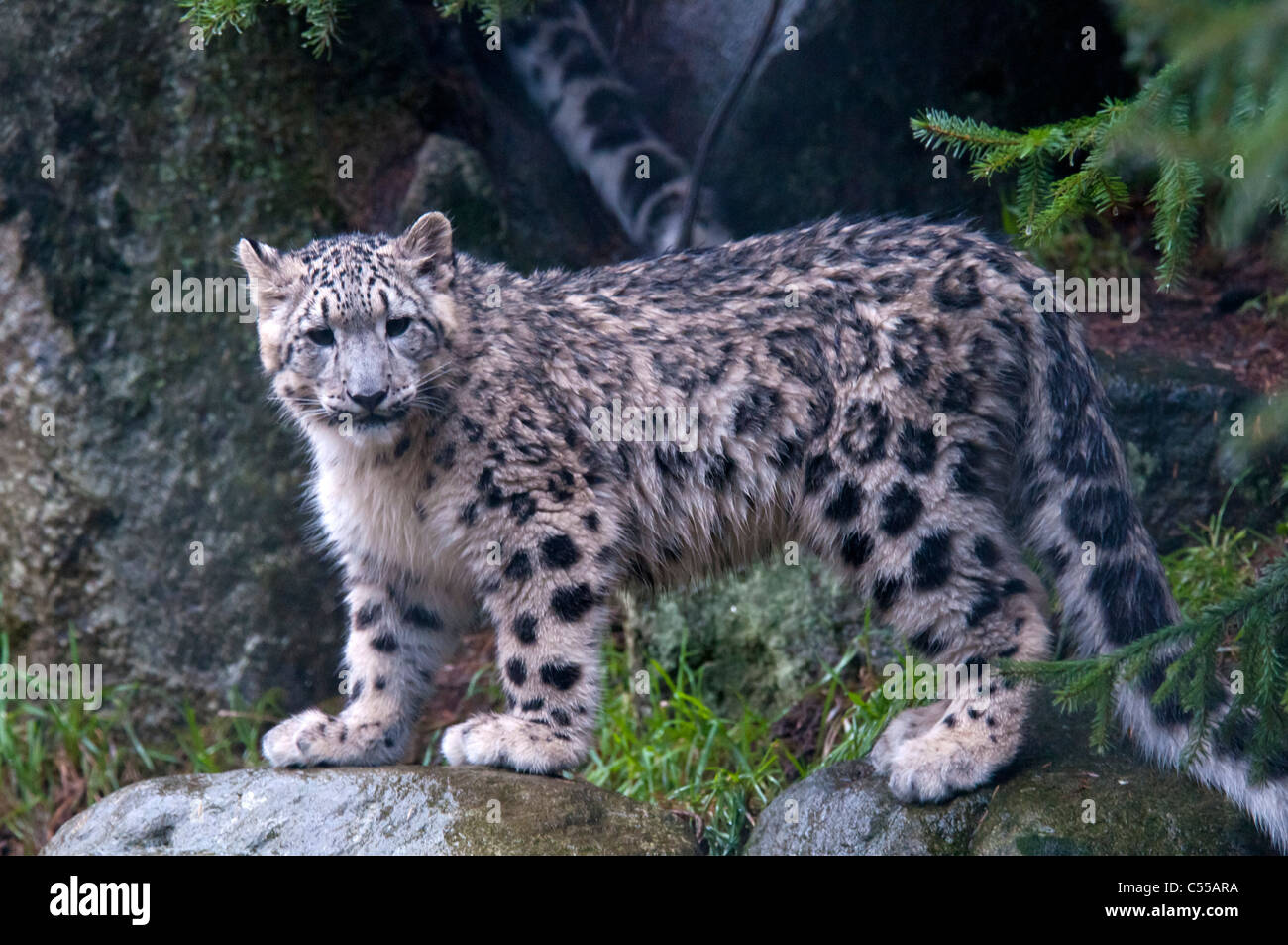 Snow Leopard Standing On Rock High Resolution Stock Photography And Images Alamy