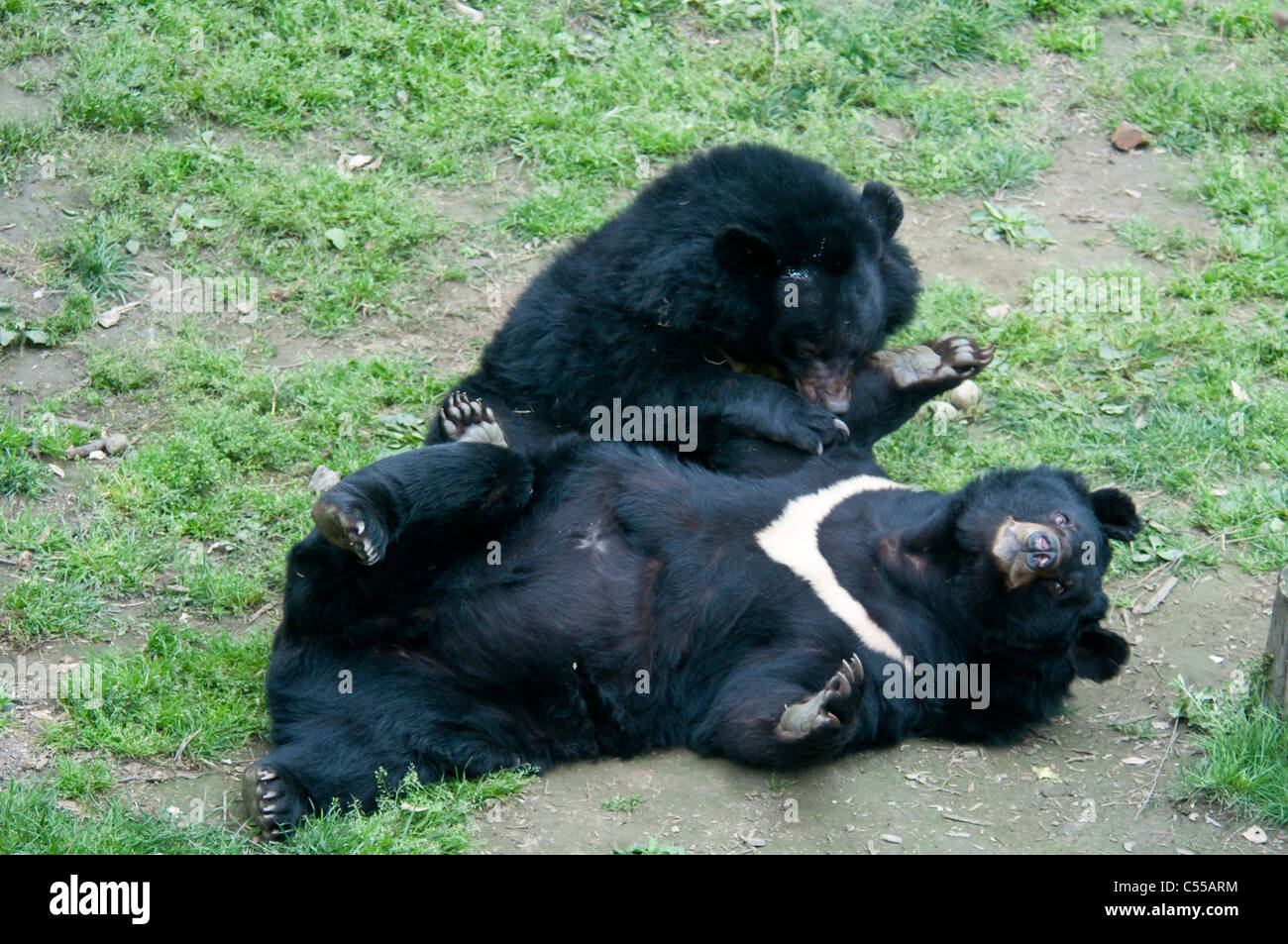 Asian black bears (Ursus thibetanus), Chengdu, China Stock Photo