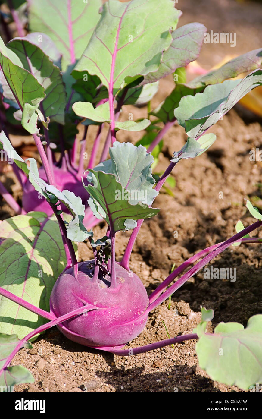 Turnip cabbage hires stock photography and images Alamy