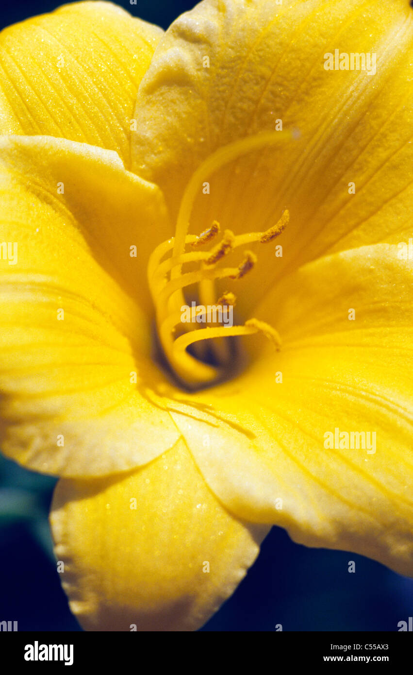 Close-up of a Stella D'Oro Daylily (Hemerocallis stella d'Oro) Stock Photo