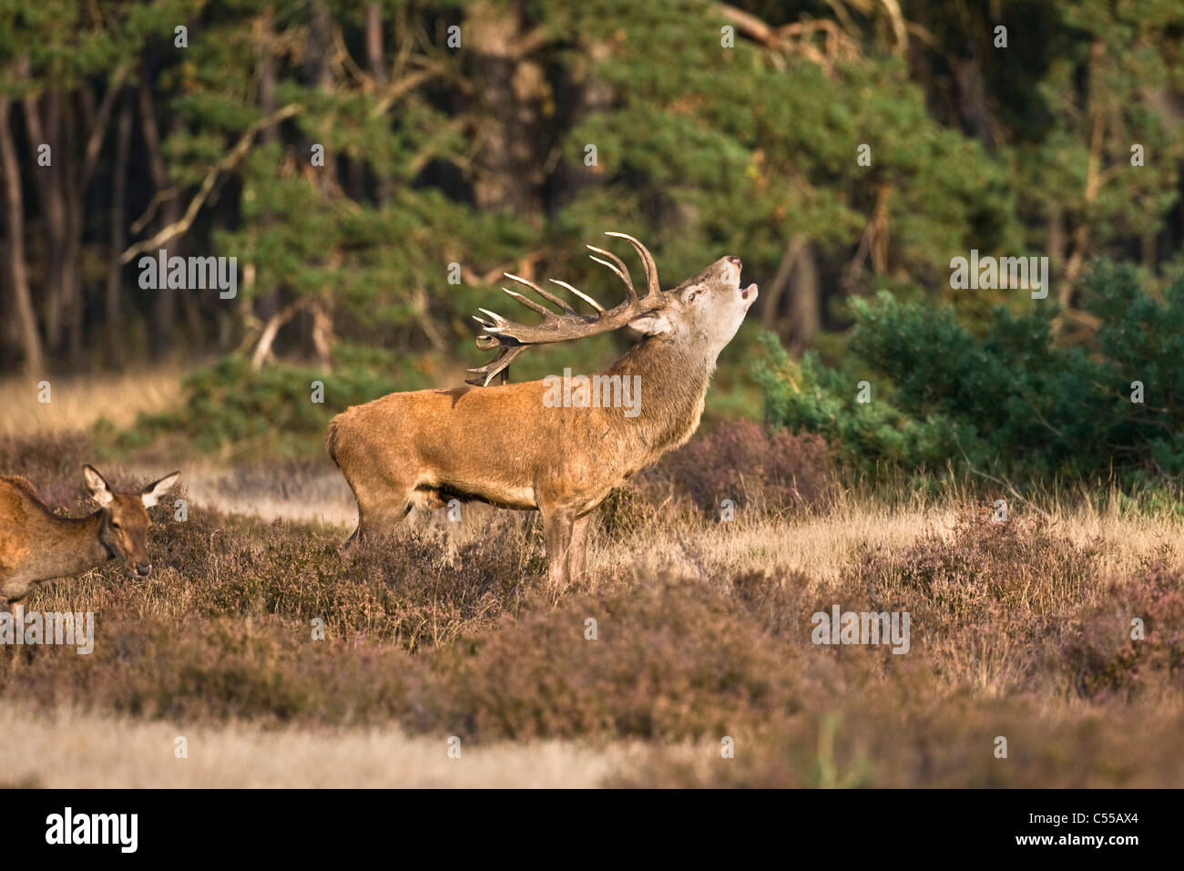 The Netherlands, Otterlo, National Park called De Hoge Veluwe. Red Deer (Cervus elaphus). Stock Photo