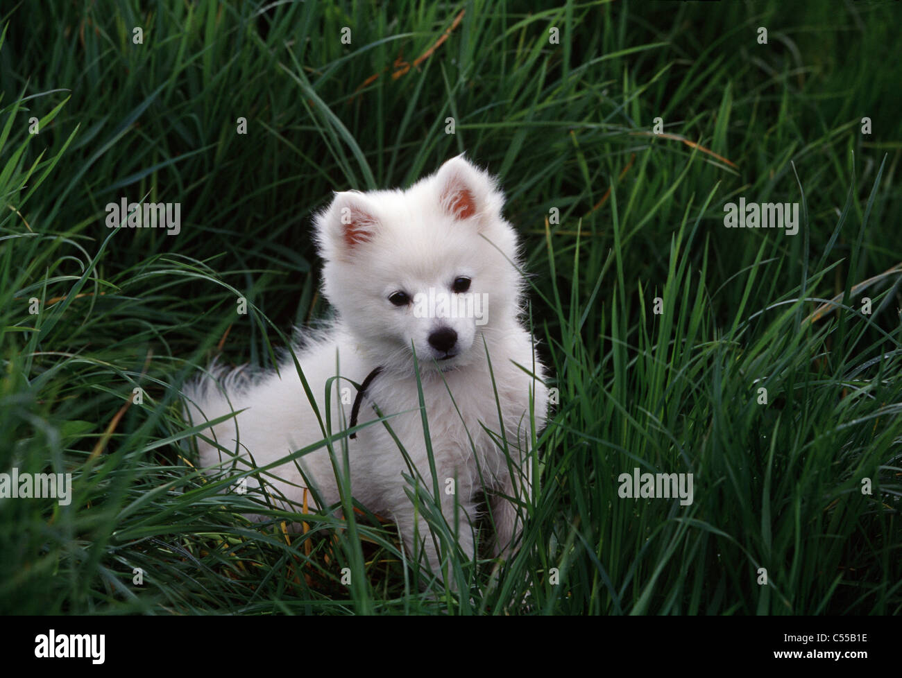 American Eskimo puppy sitting on grass Stock Photo