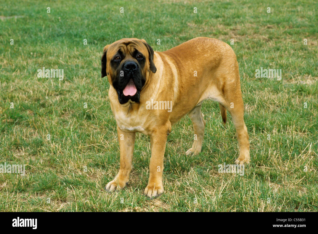 English mastiff price sales