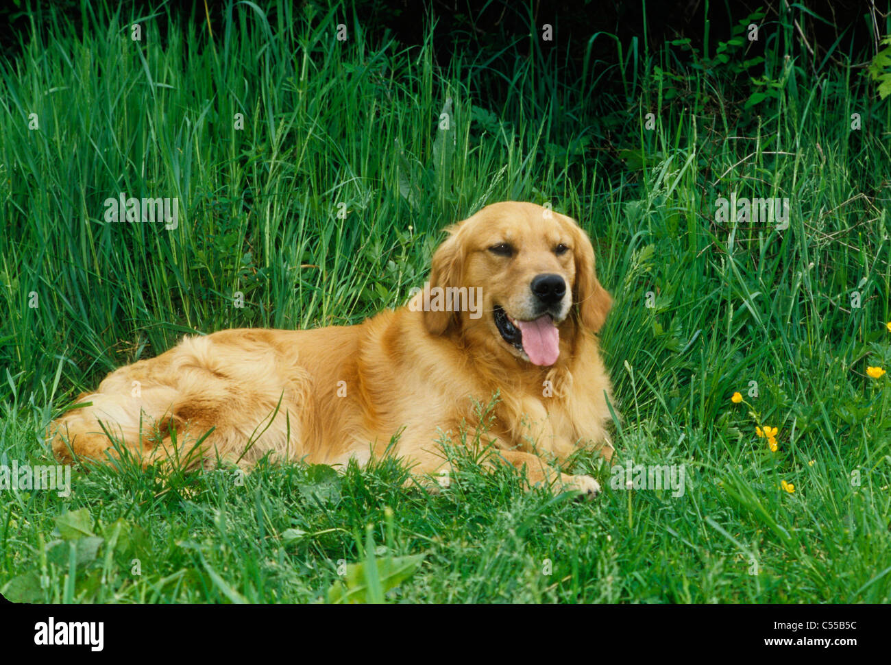 Golden Retriever lying in grass Stock Photo - Alamy