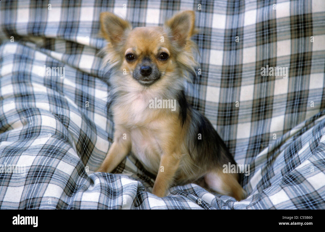 Studio shot of Chihuahua Stock Photo - Alamy