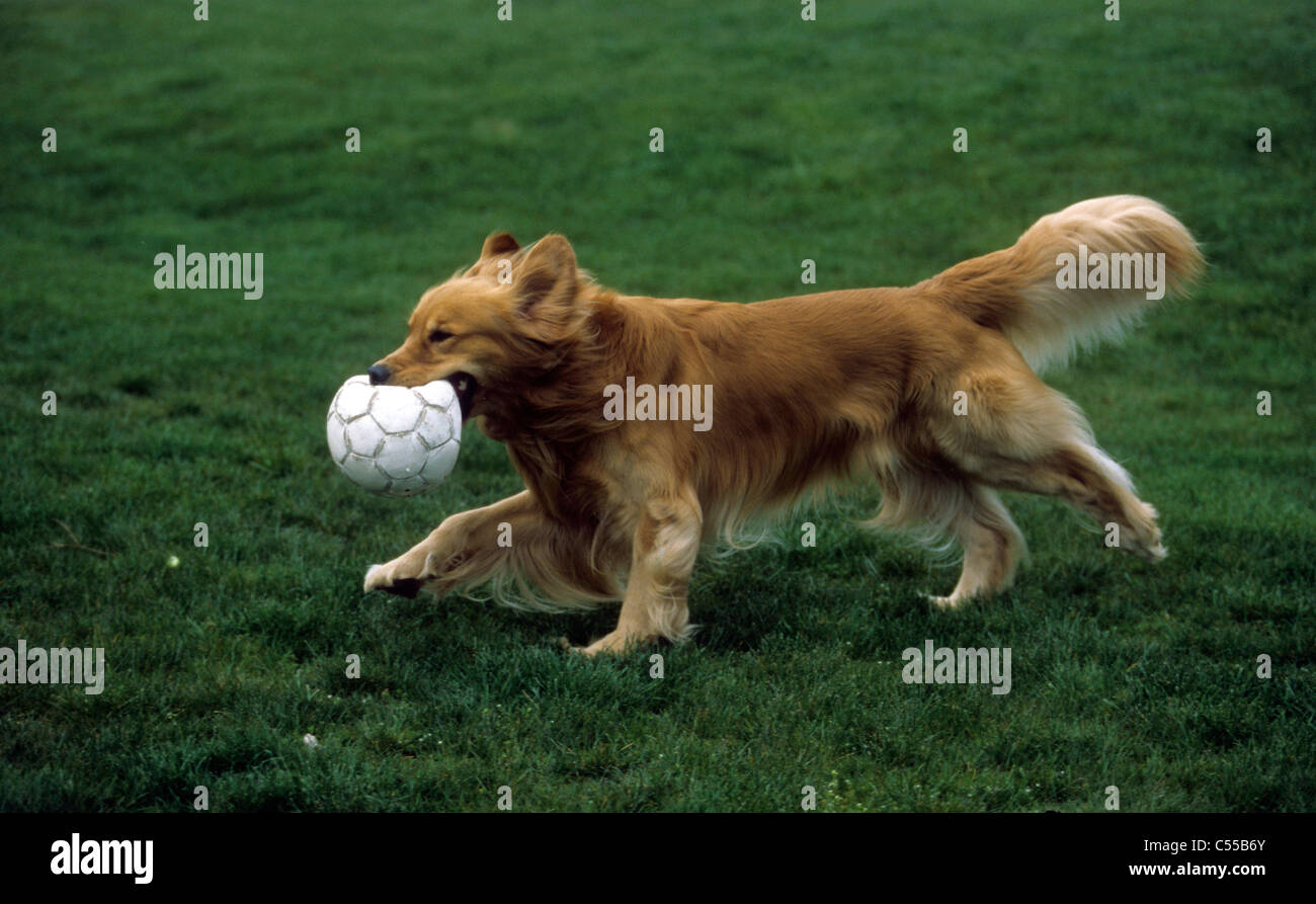Golden Retriever carrying soccer ball in mouth Stock Photo - Alamy