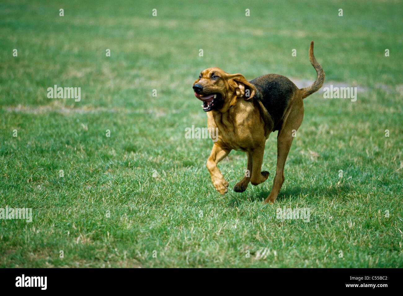 How fast can cheap a bloodhound run